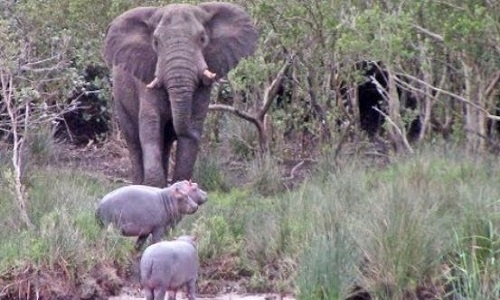 dan choi vip - Trêu tức voi, bầy hà mã lao xuống sông trốn vội - dan choi vip