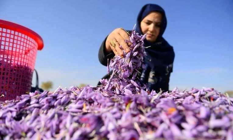 Mùa thu hoạch 'vàng đỏ' - nhụy hoa nghệ tây ở Afghanistan
