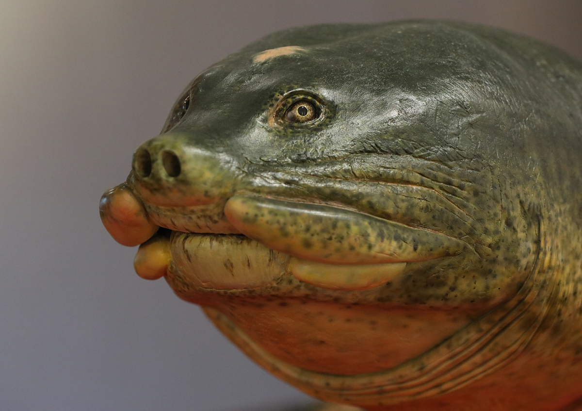 Tiêu bản rùa Hồ Gươm cuối cùng trưng bày ở đền Ngọc Sơn - VnExpress