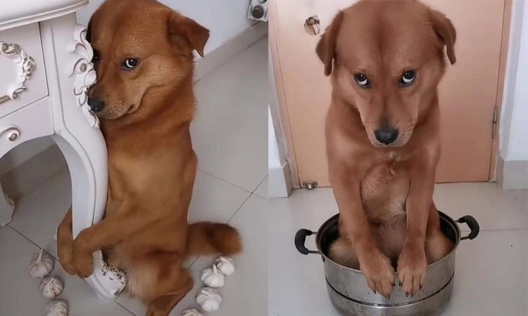 Chó cưng ra vẻ tội nghiệp khi bị chủ phạt