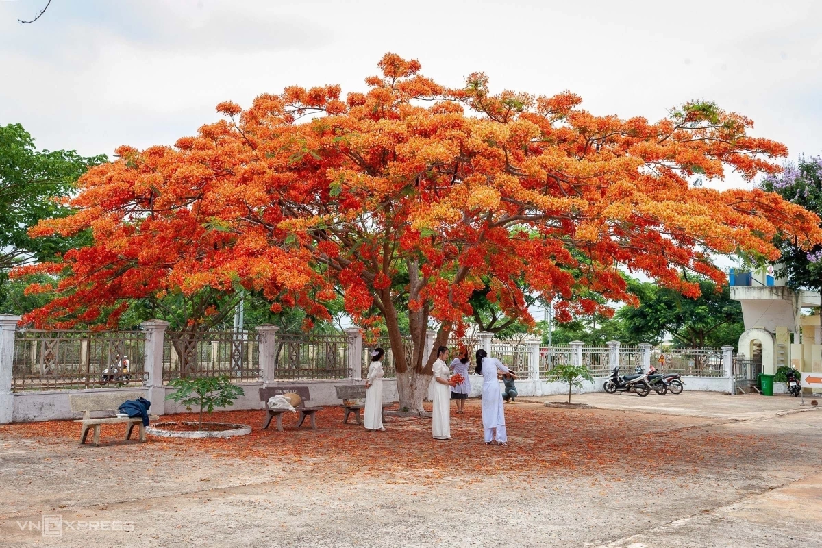 Cây phượng nở hoa dày đặc hút khách chụp ảnh - VnExpress Du lịch