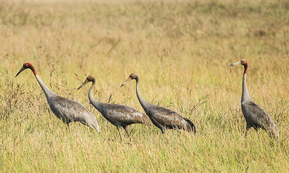 Gallery - Sếu đầu đỏ về Tràm Chim sau 2 năm vắng bóng - VnExpress