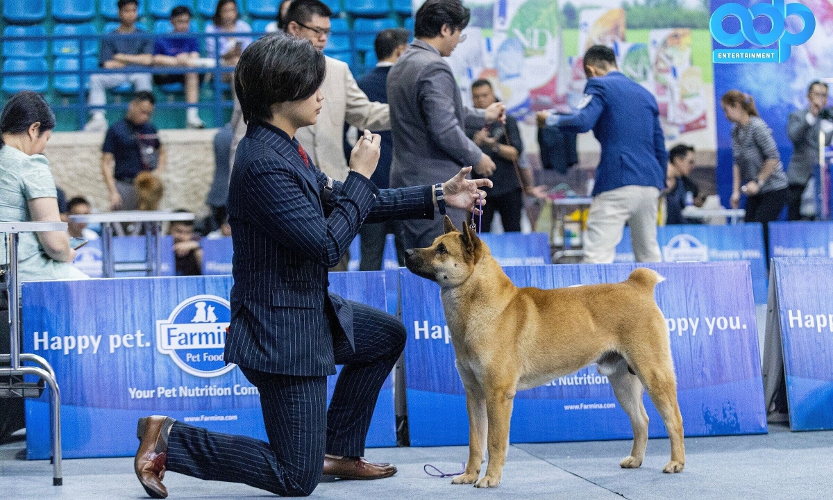 Gallery - Chú chó Mông cộc về nhất cuộc thi chó bản địa Việt Nam - VnExpress