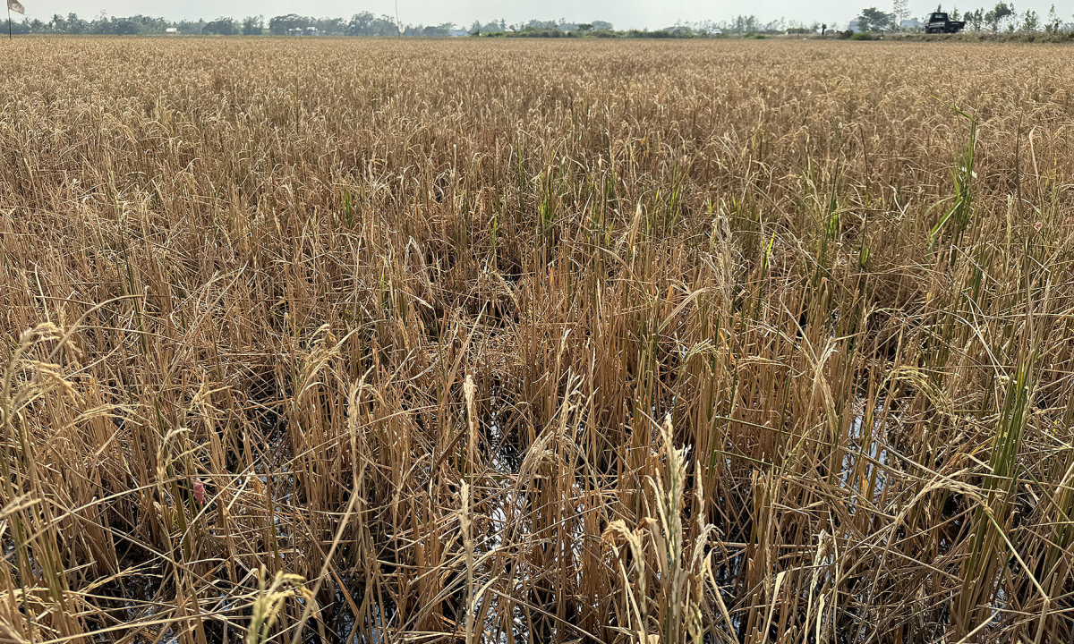Gallery - Đồng lúa miền Tây cháy khô trong cao điểm hạn mặn - VnExpress