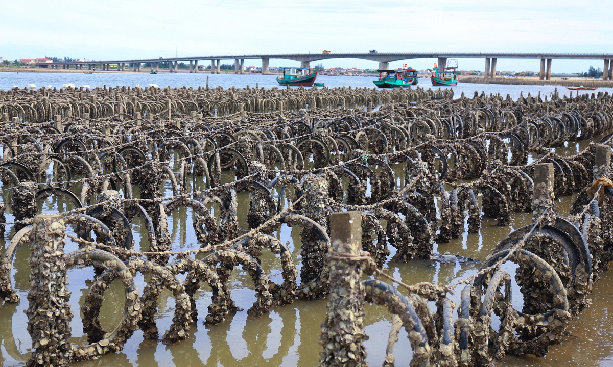 View - Bãi nuôi hàu trái phép trên sông Rác - Báo VnExpress