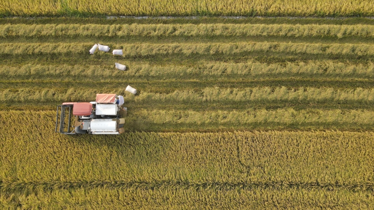 Gallery - Phá bỏ lời nguyền 'làm lúa không giàu'