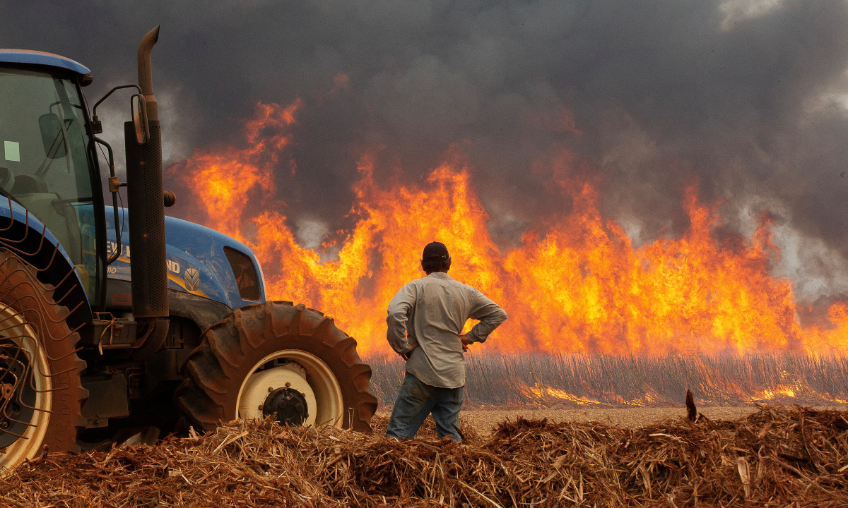 Băng đảng bị nghi đốt hàng chục nghìn ha mía để trả thù chính phủ