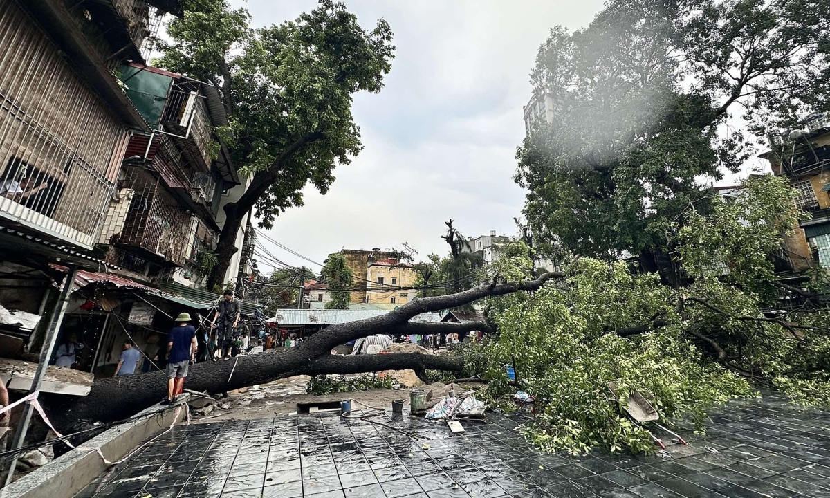 Gallery - Nhiều cây ở Hà Nội bật gốc sau cơn giông 5 phút - Báo VnExpress