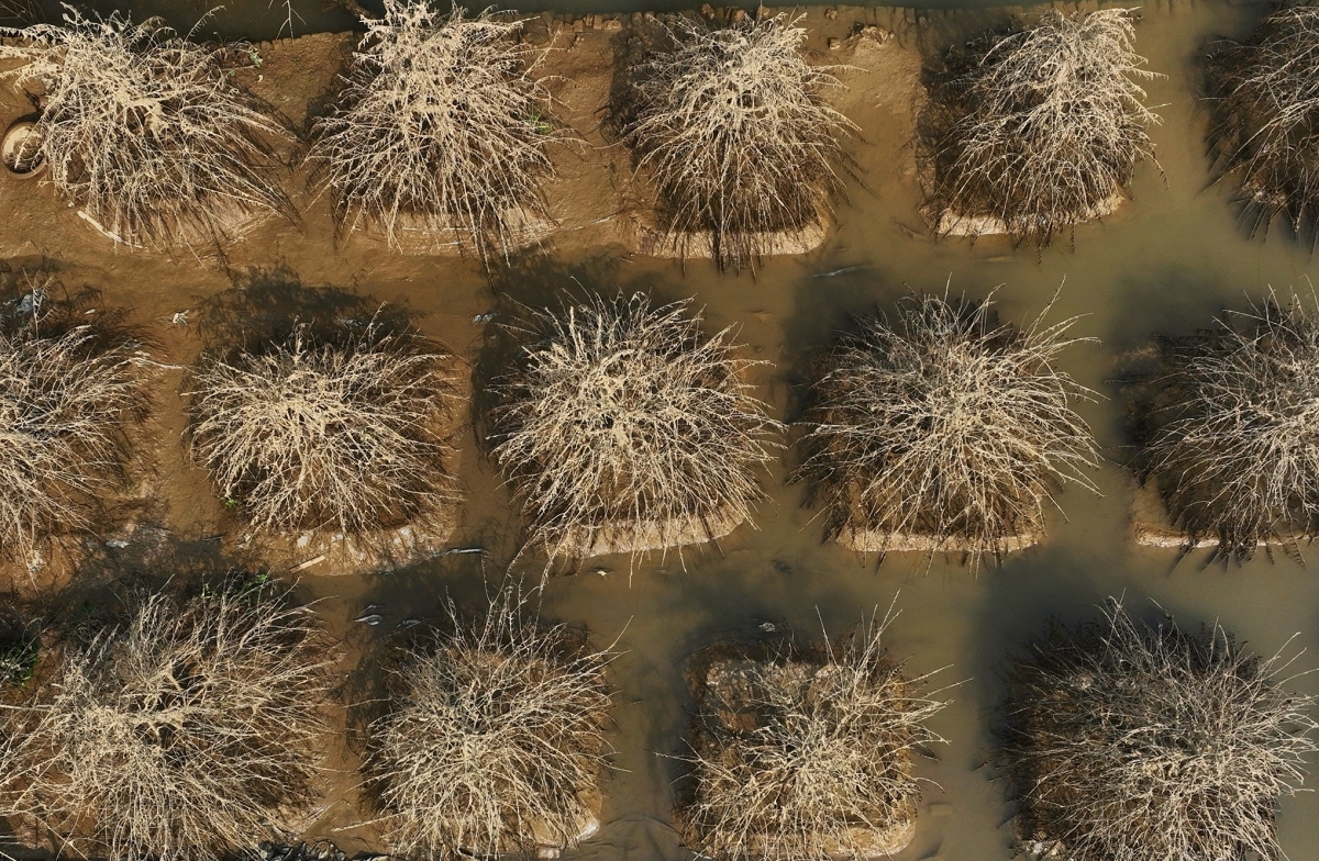 Gallery - Làng đào Nhật Tân tan hoang sau lũ lịch sử - Báo VnExpress