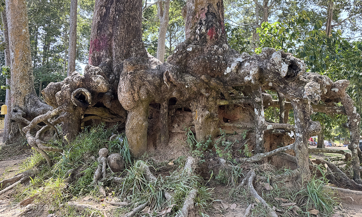 Gallery - Thành phố trong 'rừng' cổ thụ 100 tuổi ở miền Tây - Báo VnExpress