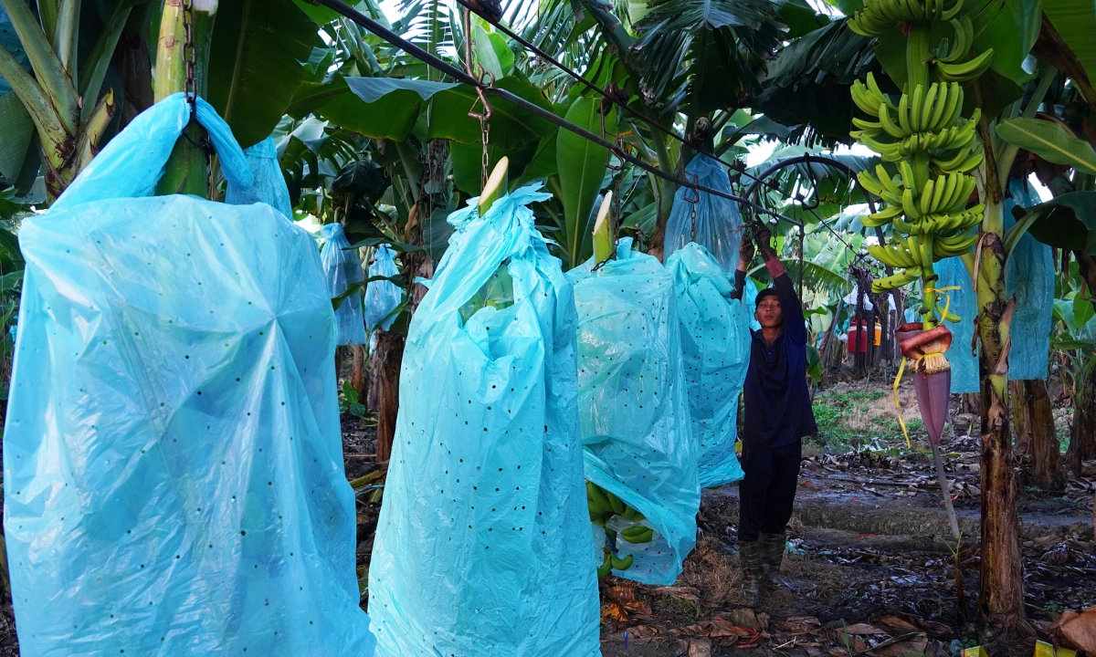 Gallery - Thu hoạch chuối bằng hệ thống cáp treo dài hơn 100 km - Báo VnExpress