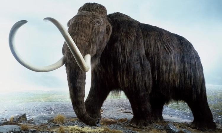 Công ty Mỹ sắp hồi sinh voi ma mút lông xoăn - Báo VnExpress