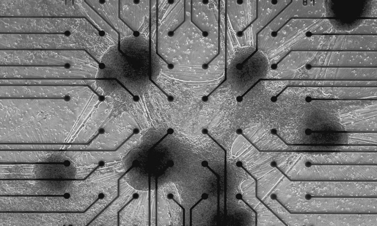 Máy tính sinh học đầu tiên chạy bằng tế bào não sống - Báo VnExpress