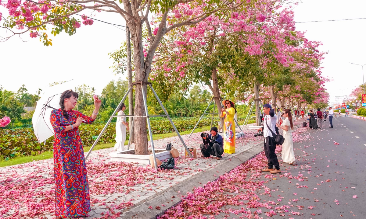 Gallery - Đường kèn hồng 'đẹp nhất miền Tây' hút khách - Báo VnExpress Du lịch