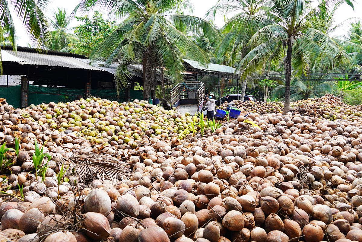 Dừa khô tăng giá kỷ lục lên gần 200.000 đồng một chục - Báo VnExpress Kinh doanh