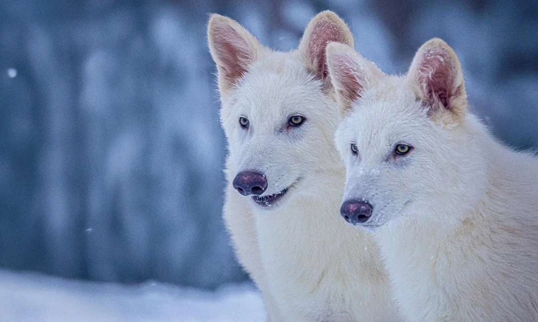 Hồi sinh thành công loài sói trắng tuyệt chủng 12.500 năm