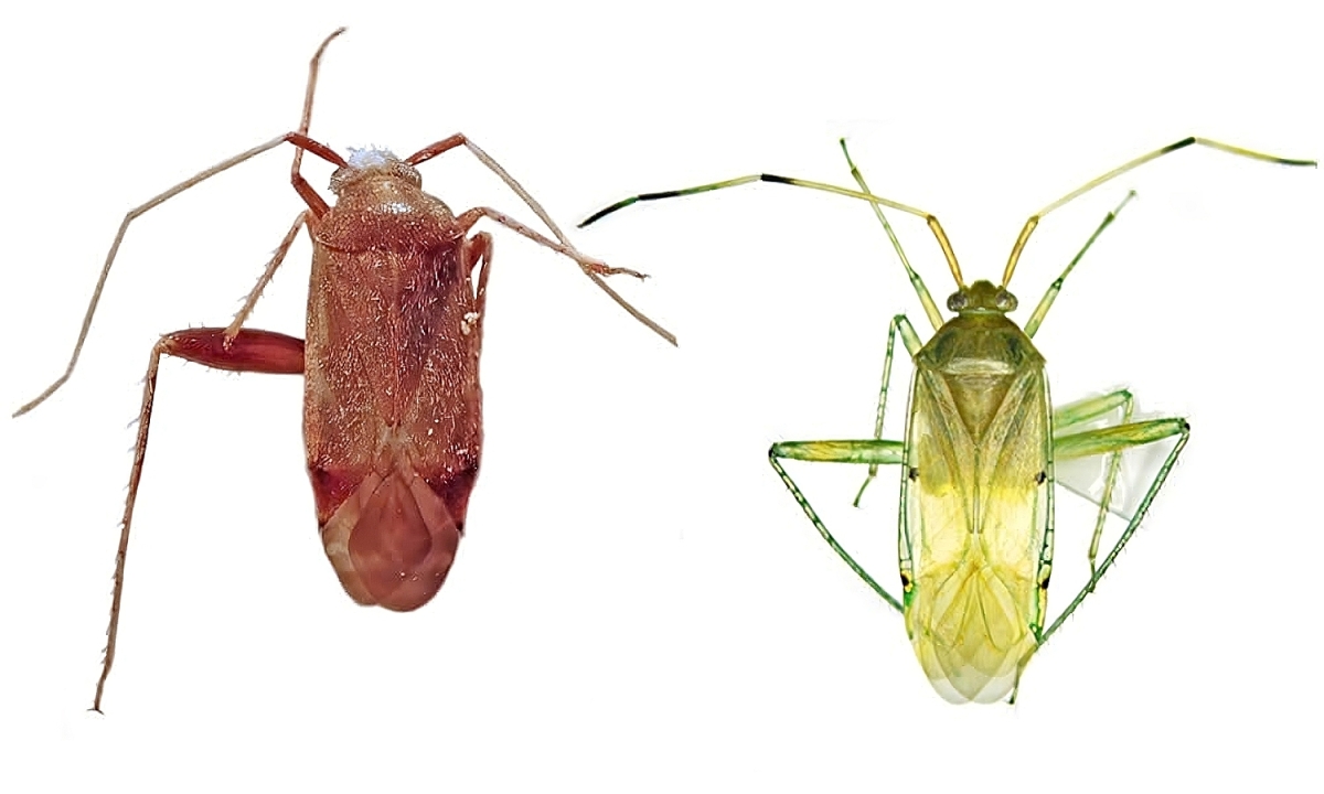 Phát hiện hai loài bọ xít mù ở Việt Nam