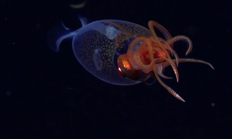 Lần đầu tiên ghi hình mực khổng lồ trong tự nhiên