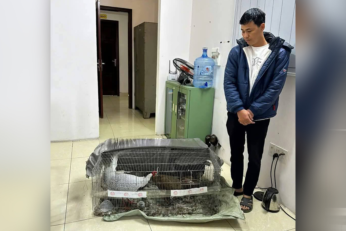 Nhiều luật sư muốn bào chữa miễn phí cho người 'bị phạt tù vì bán gà lôi trắng'