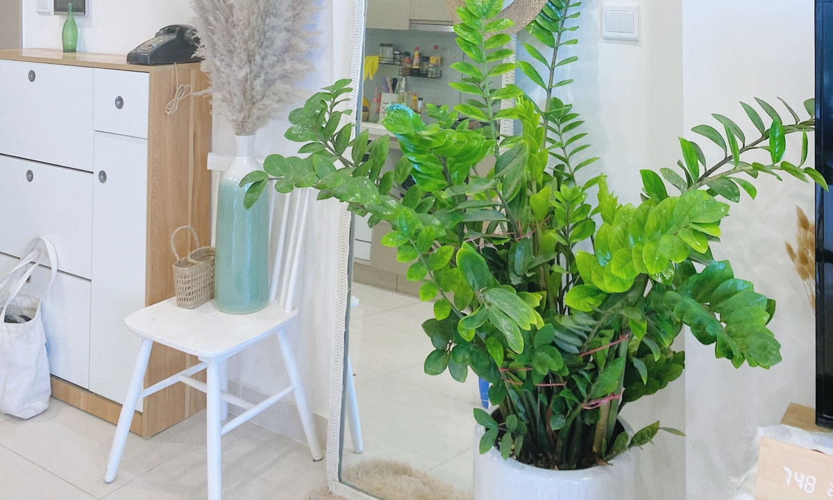 Cách bố trí cây xanh lọc không khí, giảm ô nhiễm bụi trong nhà