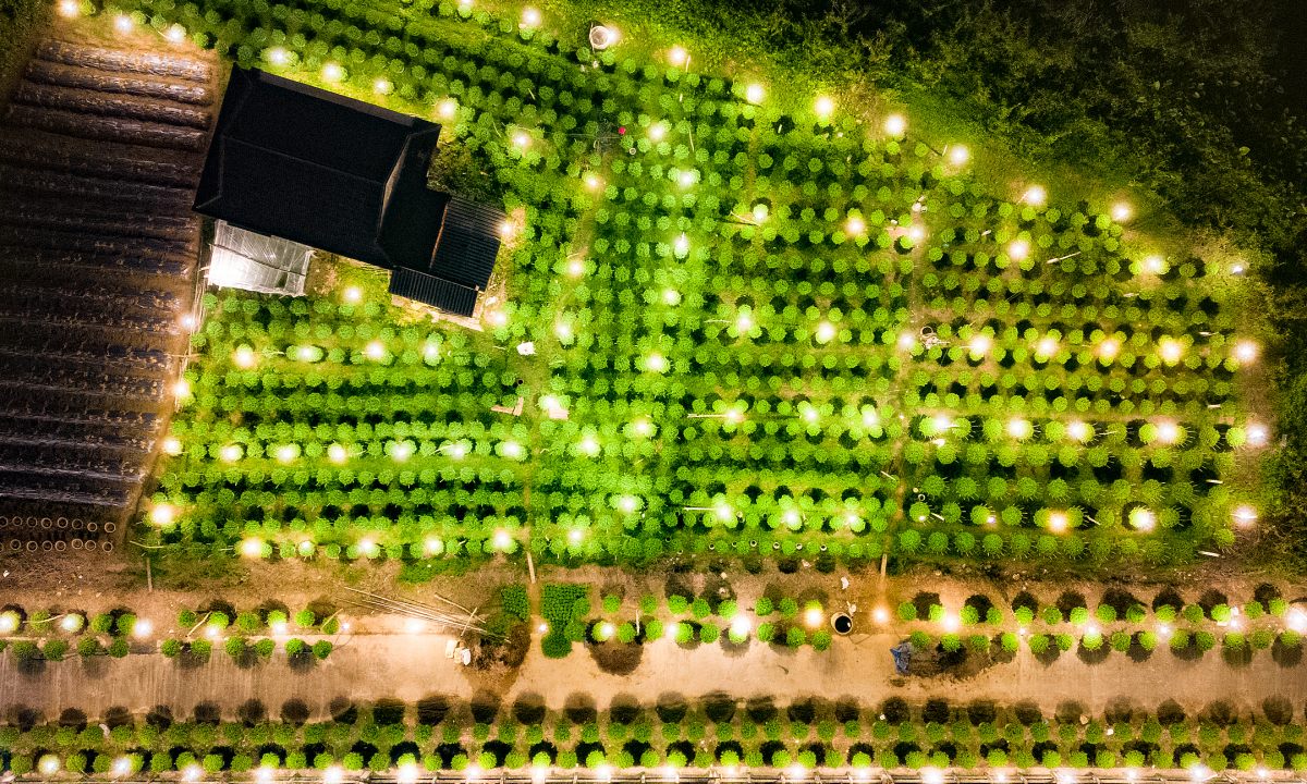 Gallery - Chong đèn nuôi hoa cúc Tết ở Quảng Ngãi