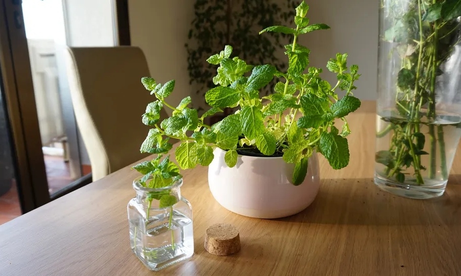 5 loại cây giúp giảm muỗi trong nhà