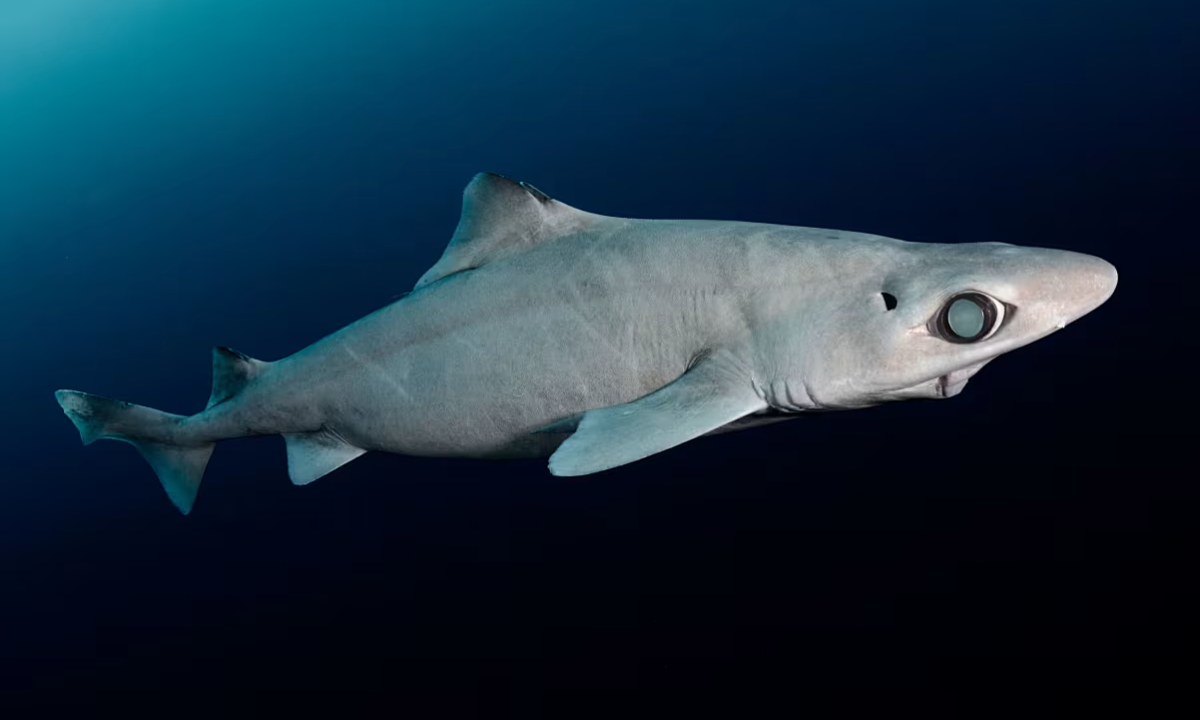 Cá mập nguy cấp vì bị săn lấy "vàng lỏng"