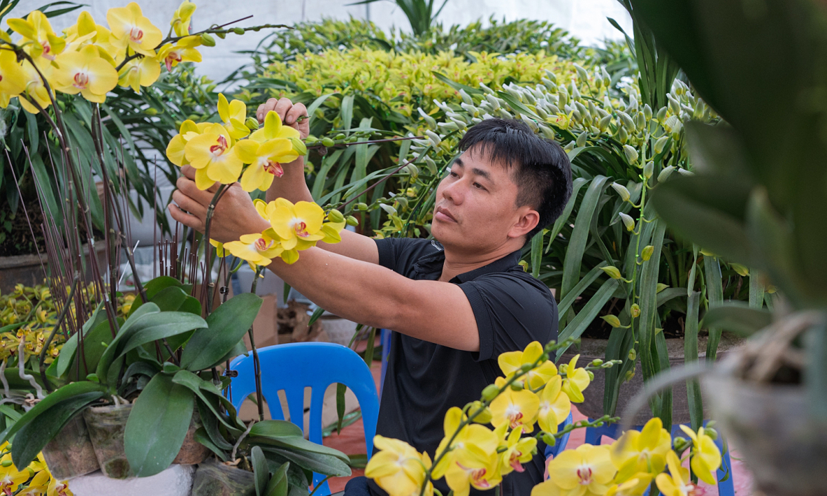 Gallery - Nghề cắm hoa lan thu chục triệu đồng mỗi ngày dịp Tết - Báo VnExpress Kinh doanh