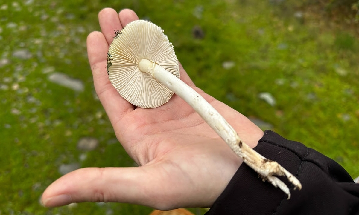 Loài 'nấm tử thần' gieo kinh hoàng ở California