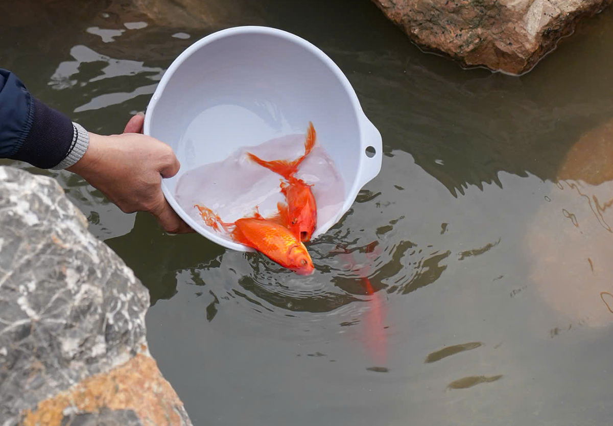 Gallery - Phóng sinh cá chép 'về trời' - Báo VnExpress