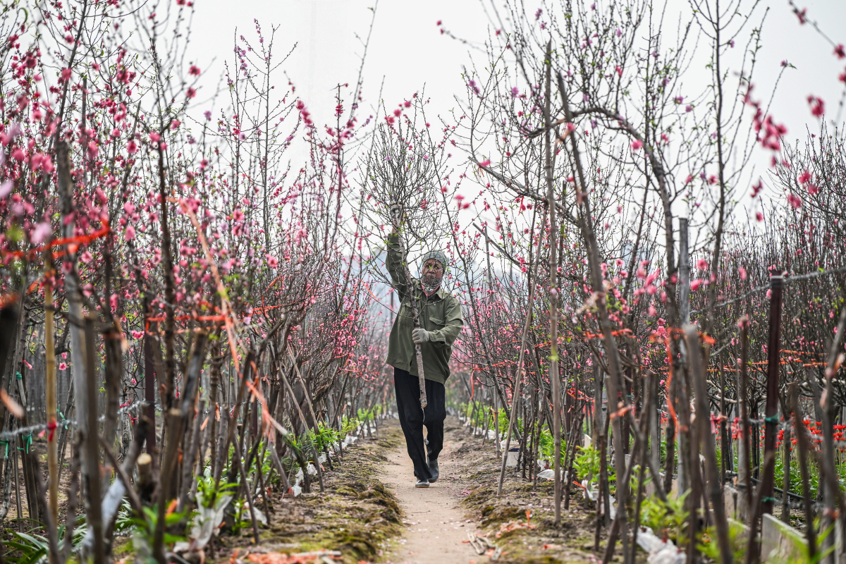 View - Vườn đào lớn nhất Thủ đô đìu hiu - Báo VnExpress