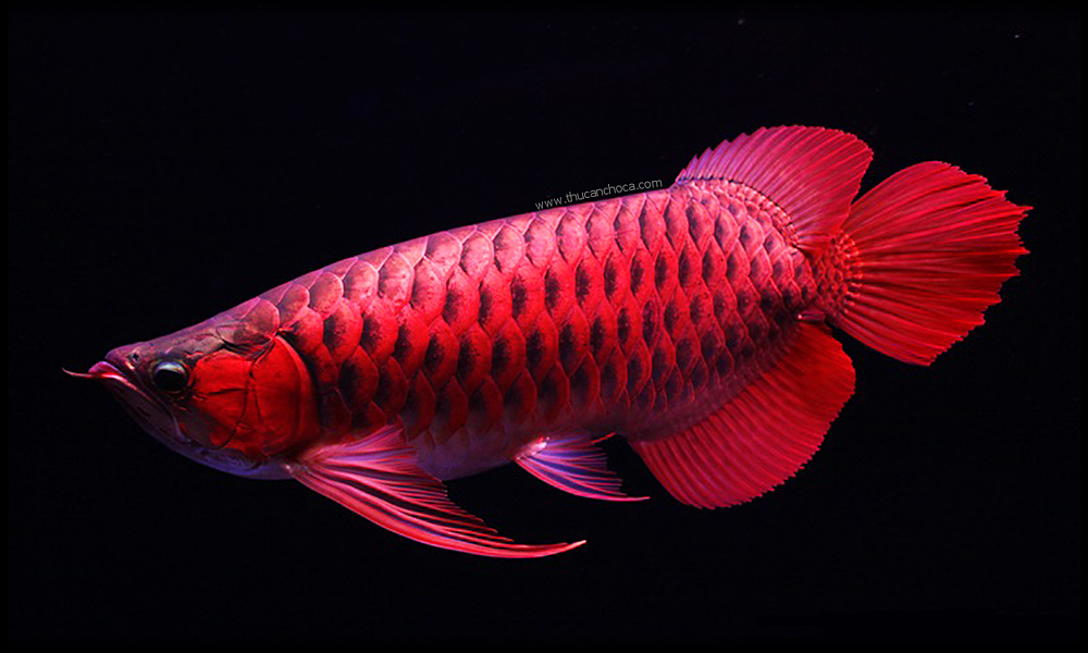 Shipper hầu tòa vì vứt cá rồng nghìn đô của khách vào thùng rác