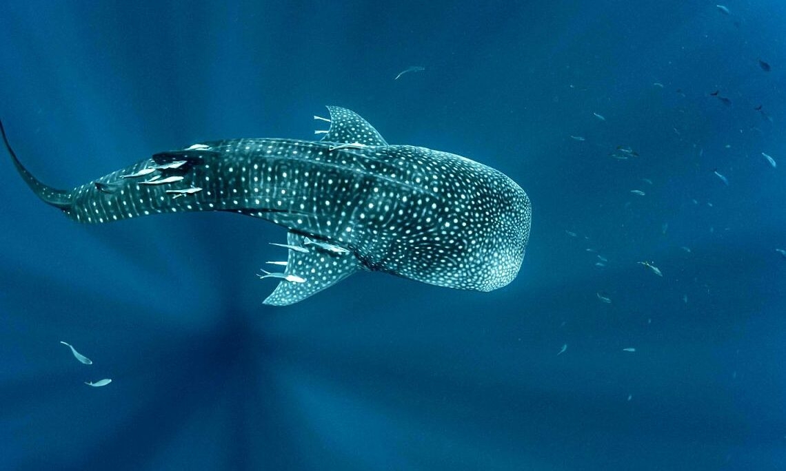 Cá mập voi đầu tiên bơi 1.200 km giữa hai quốc gia