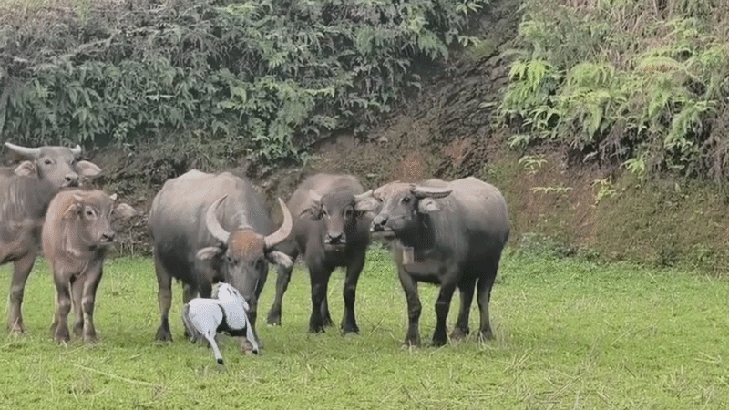 Đàn trâu 'chạy té khói' vì gặp ngựa biết bay