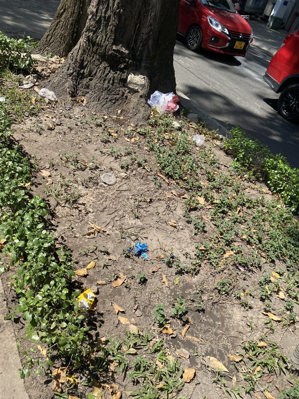 Hai vấn đề khi trồng cỏ trên vỉa hè ở TP HCM