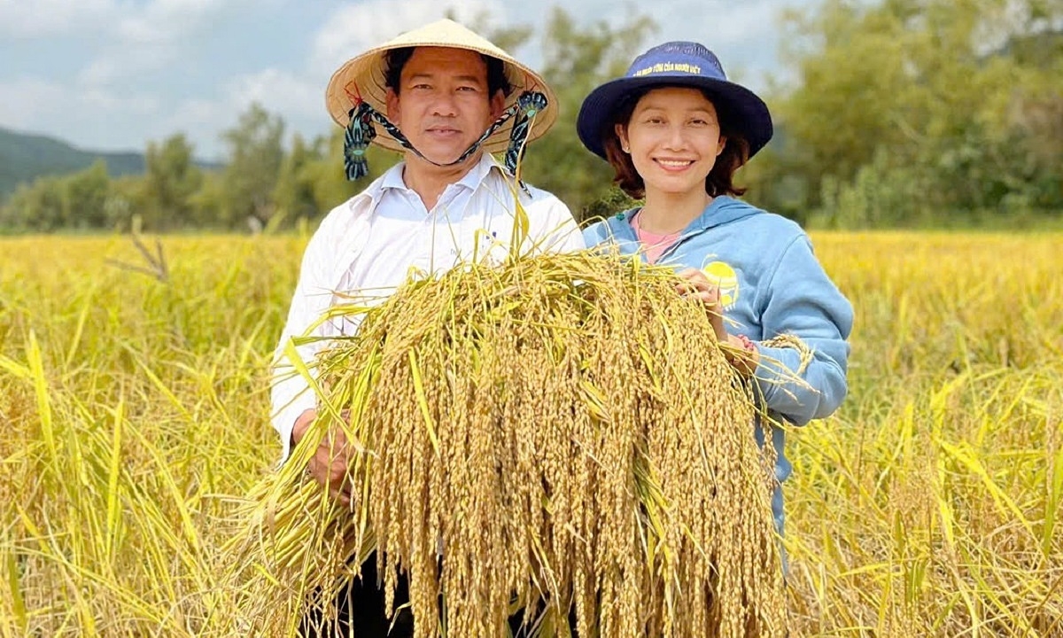 Tiến sĩ phục tráng thành công giống nếp tiến vua