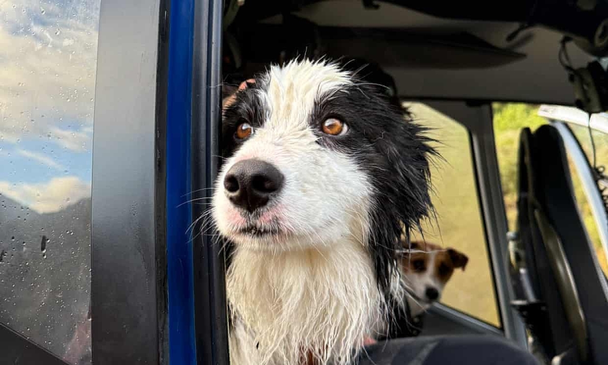 Chó cưng được trực thăng giải cứu nhờ tiền quyên góp