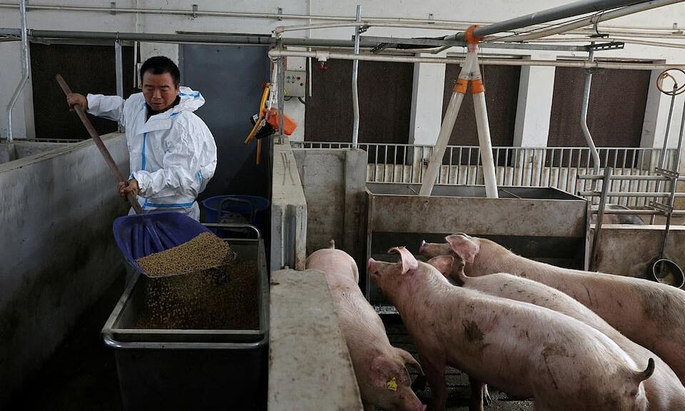 Trung Quốc tìm cách đổi thực đơn cho lợn để giảm phụ thuộc đậu nành Mỹ