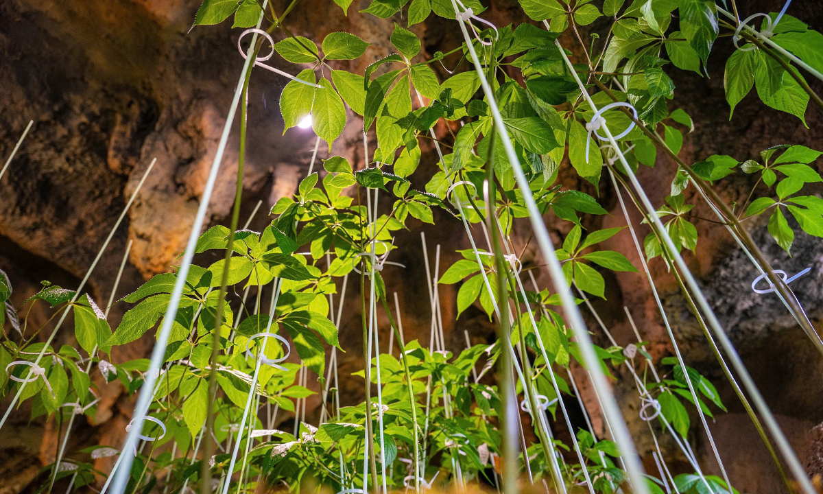 Nhà khoa học tìm cách để nhiều người được dùng sâm Ngọc Linh