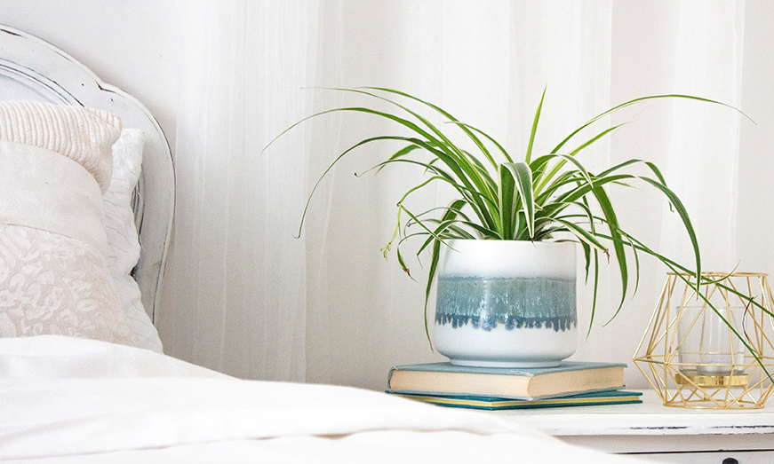 6 cây cảnh phù hợp đặt trong phòng ngủ bật điều hòa cả đêm