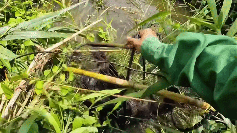 Trúng đậm cá lóc, cá trê khi thăm bẫy