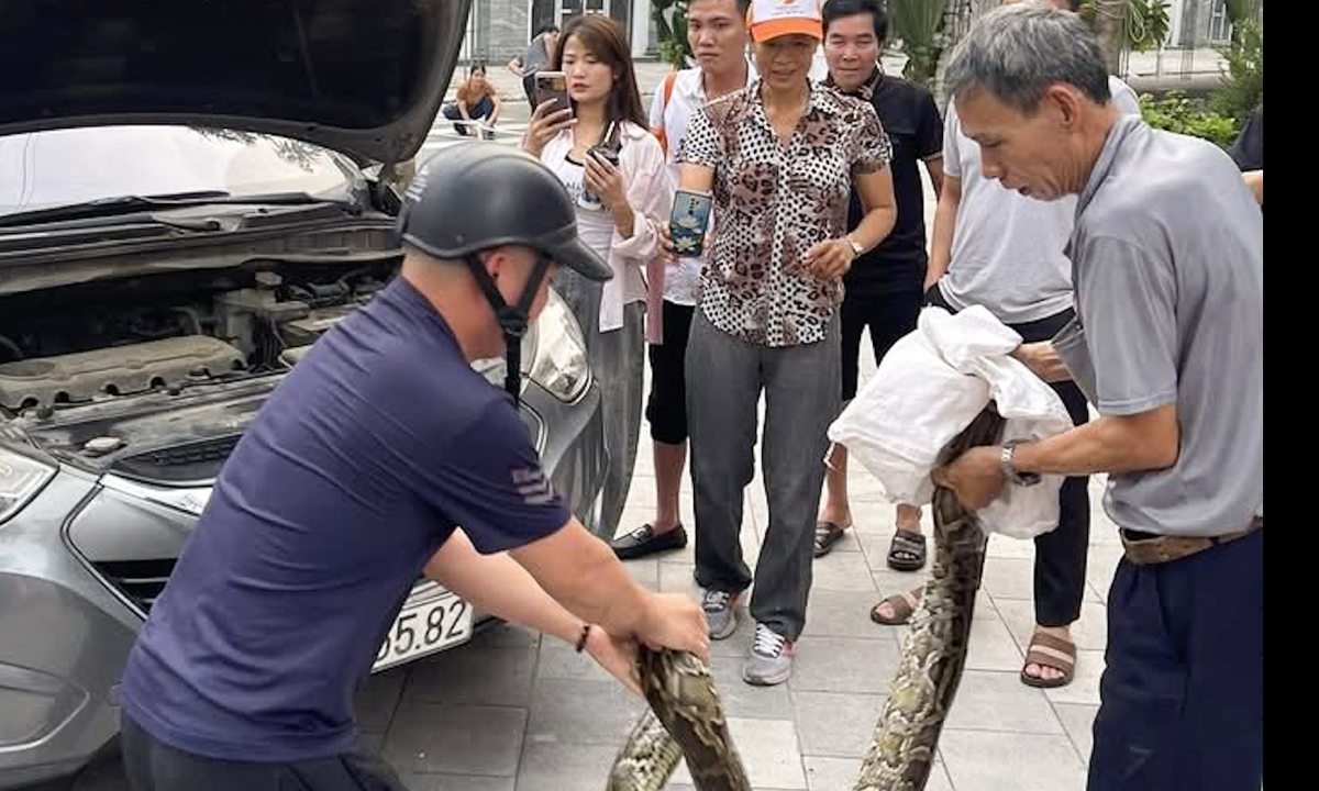 Trăn 12 kg chui dưới nắp ca-pô