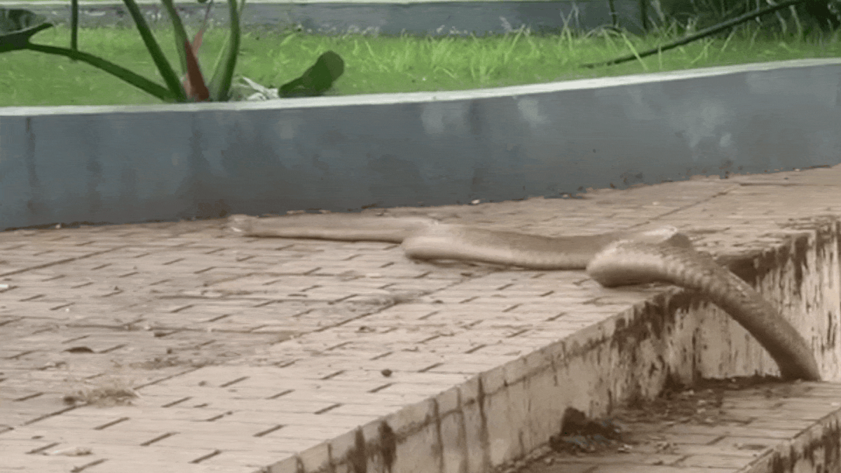 Vây bắt rắn hổ trâu dài gần ba mét bò vào bệnh viện