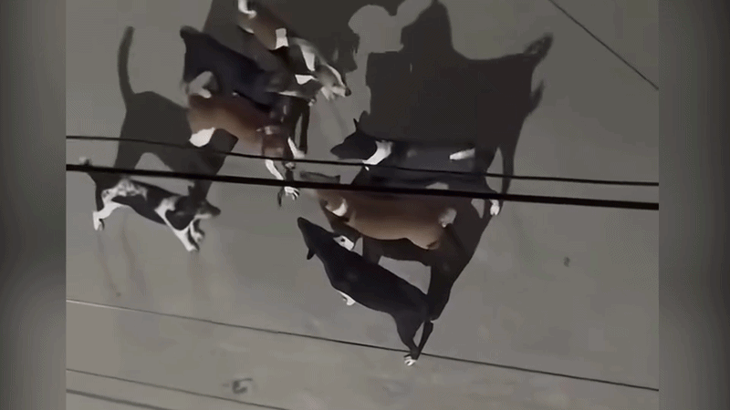 Hai đàn cún 'đại chiến võ mồm' khiến cả khu phố mất ngủ