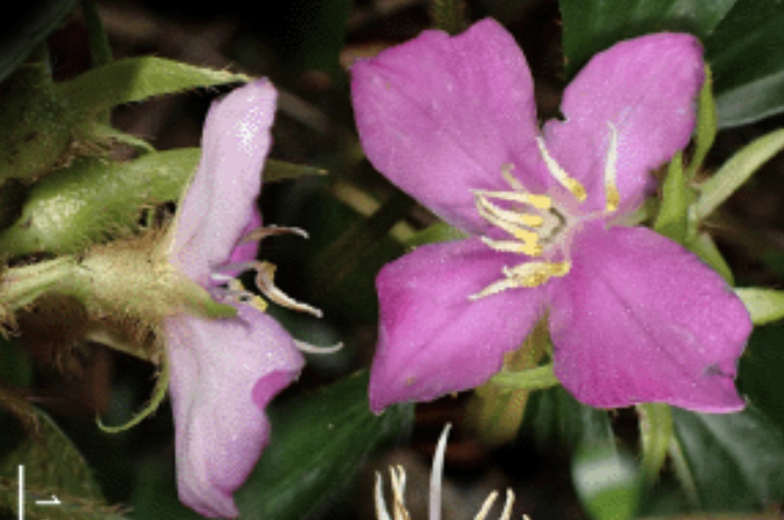 Phát hiện hai loài thực vật mới ở Quảng Trị