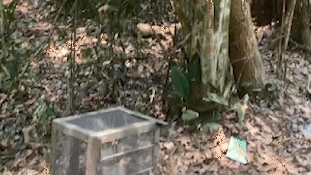 Thả rắn hổ mang chúa 10 kg bắt trong bệnh viện về rừng