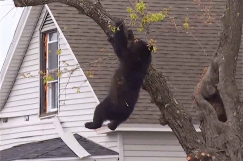 Khoảnh khắc cảnh sát Mỹ đỡ gấu rơi từ trên cây