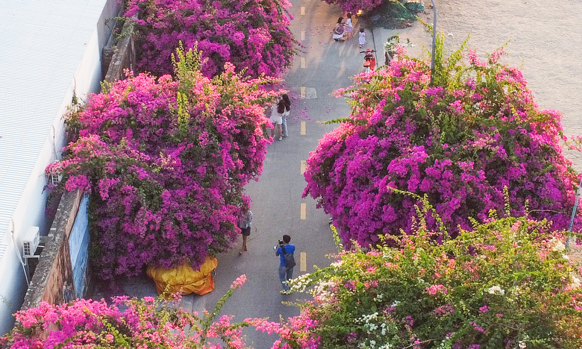 Đường hoa giấy nở rộ tại làng chài Nha Trang