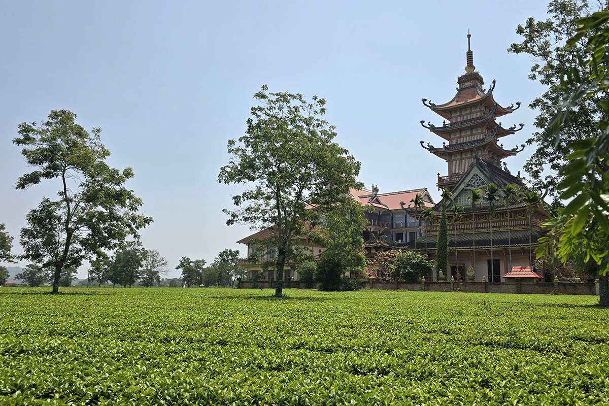 Gia Lai giữ hơn 60 ha chè phục vụ du lịch