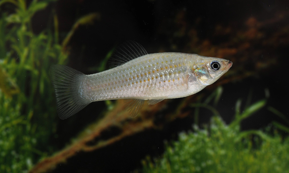 Loài cá tự nhân bản 100.000 năm gồm toàn con cái